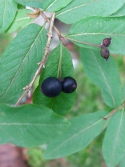 Lonicera nigra