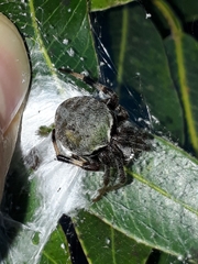 Araneus horizonte