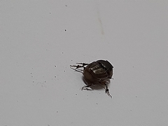 Onthophagus