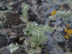 Cryptantha torreyana