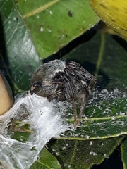 Araneus horizonte
