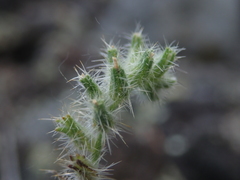 Cryptantha torreyana