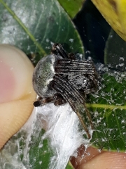 Araneus horizonte