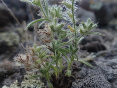 Cryptantha torreyana