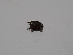 Onthophagus