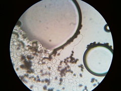 Psathyrella kauffmanii