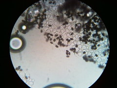 Psathyrella kauffmanii