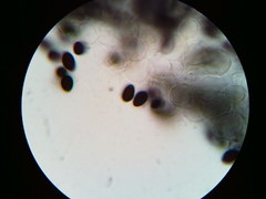 Psathyrella kauffmanii