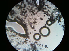 Psathyrella kauffmanii