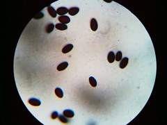 Psathyrella kauffmanii