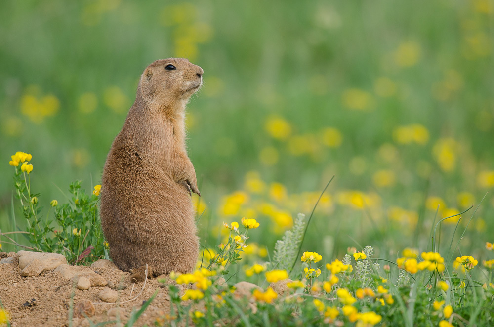 Black-tailed Prairie Dog (Cynomys ludovicianus) - Know Your Mammals