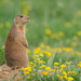 Black-tailed Prairie Dog - Photo (c) James Beissel, some rights reserved (CC BY-NC), uploaded by James Beissel