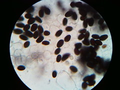 Psathyrella kauffmanii