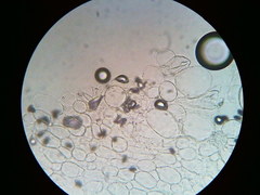 Psathyrella kauffmanii