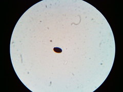 Psathyrella kauffmanii