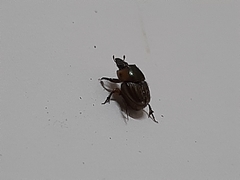 Onthophagus