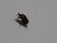 Onthophagus