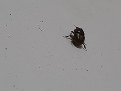 Onthophagus