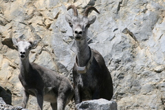 Ovis dalli stonei