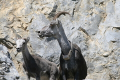Ovis dalli stonei