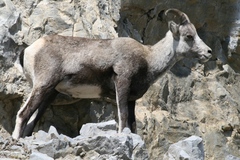 Ovis dalli stonei