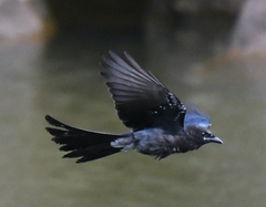 Black Drongo photo 1