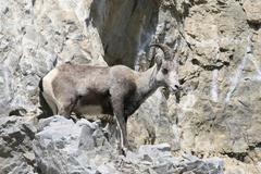 Ovis dalli stonei