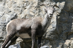 Ovis dalli stonei