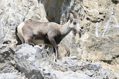 Ovis dalli stonei