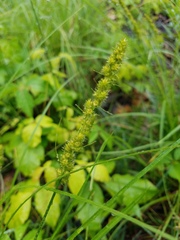 Carex vulpinoidea