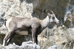 Ovis dalli stonei