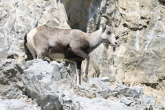 Ovis dalli stonei