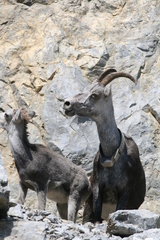 Ovis dalli stonei