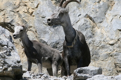Ovis dalli stonei