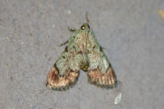 Epipaschia superatalis