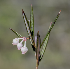 Andromeda polifolia glaucophylla