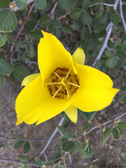 Calochortus concolor