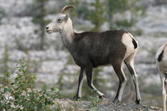 Ovis dalli stonei