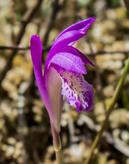Arethusa bulbosa