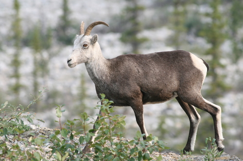 Thinhorn Sheep