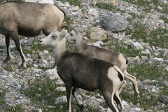 Ovis dalli stonei