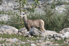 Ovis dalli stonei