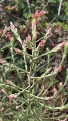 Pseudognaphalium ramosissimum