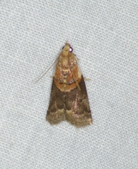 Acrobasis palliolella