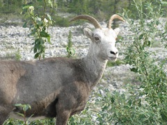 Ovis dalli stonei