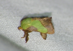 Parasa chloris