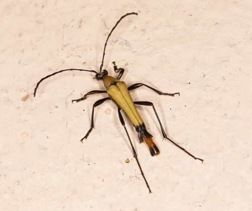 Strangalia cantharidis