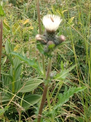 Cirsium × hybridum