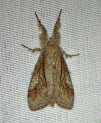 Dasychira obliquata