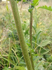 Cirsium × hybridum